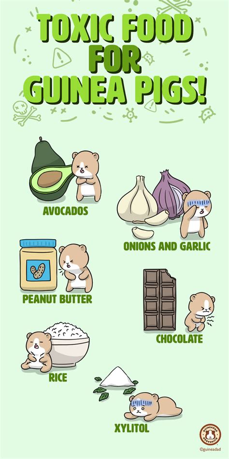 poisonous food for guinea pigs